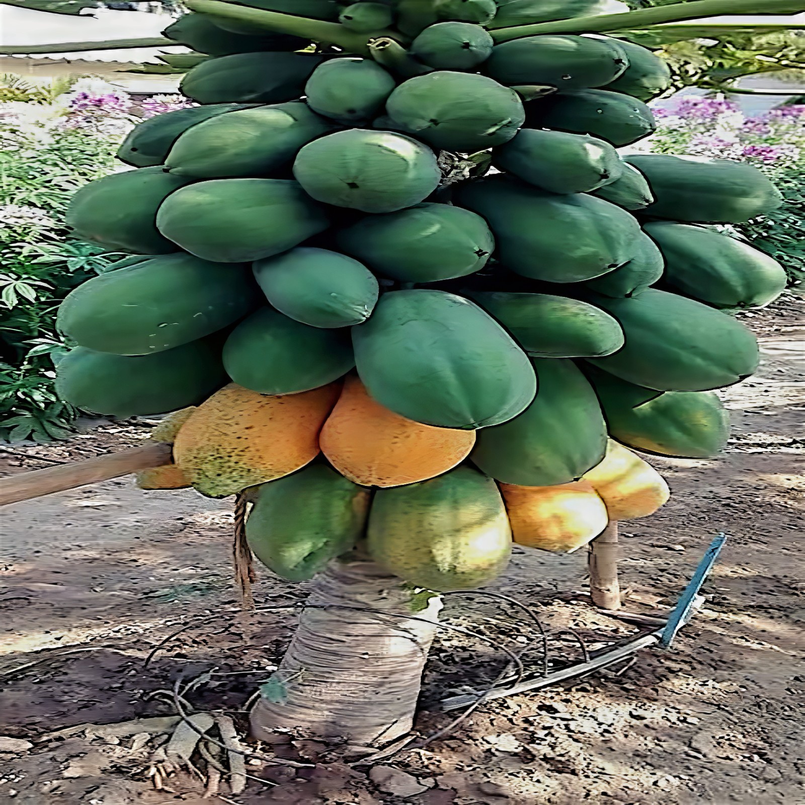 20 “DWARF SOLO WAIMANALO TREE SEEDS” (Carica Papaya) Fast Fruit Houseplant