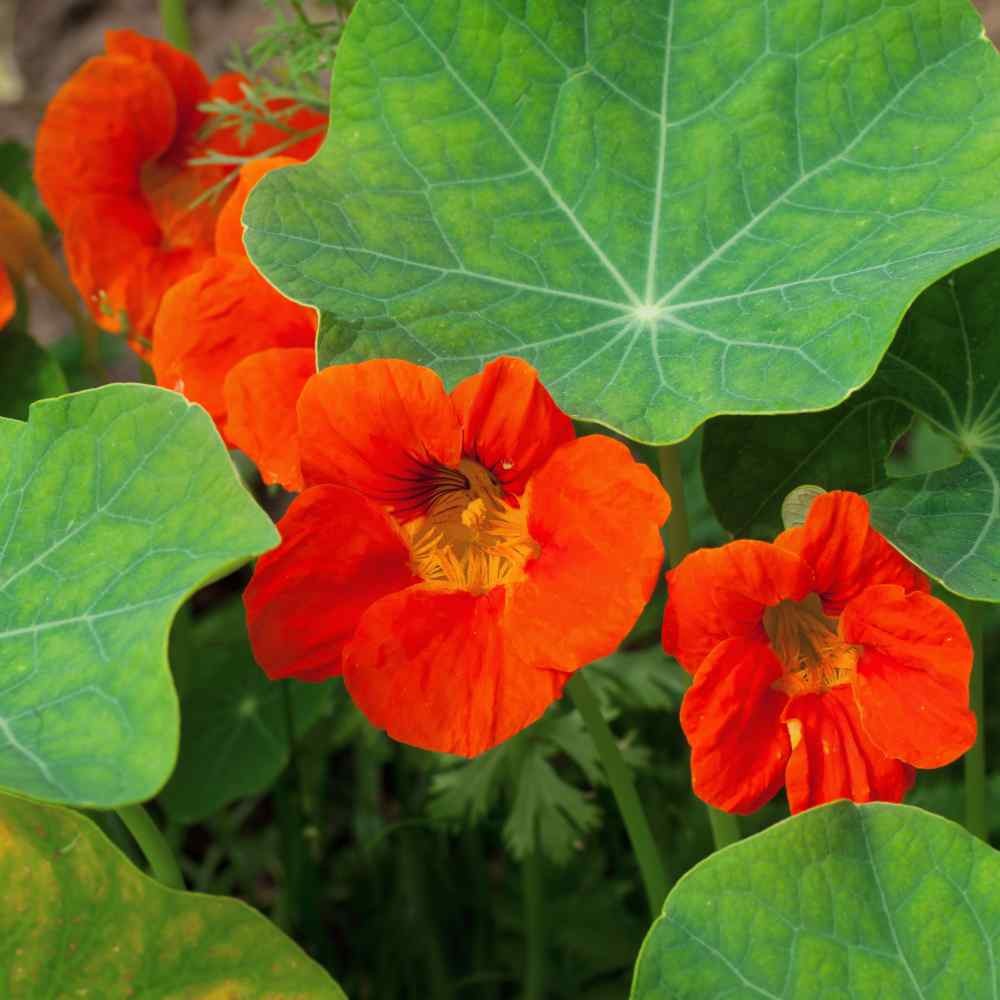 200 Seeds Orange Nasturtium Seeds For Planting – Double Gleam Orange Flower Seed