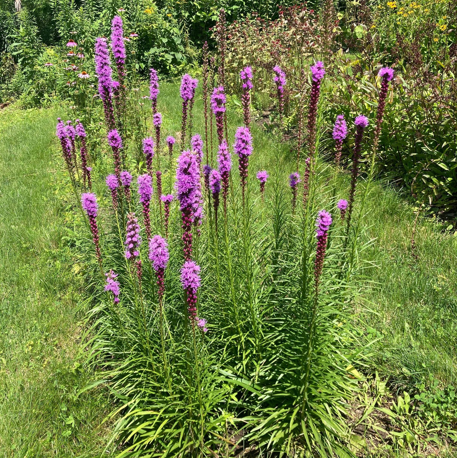 Pollinator Garden Boxed Seed Collection ~Native Wildflower Pollinator Attractors