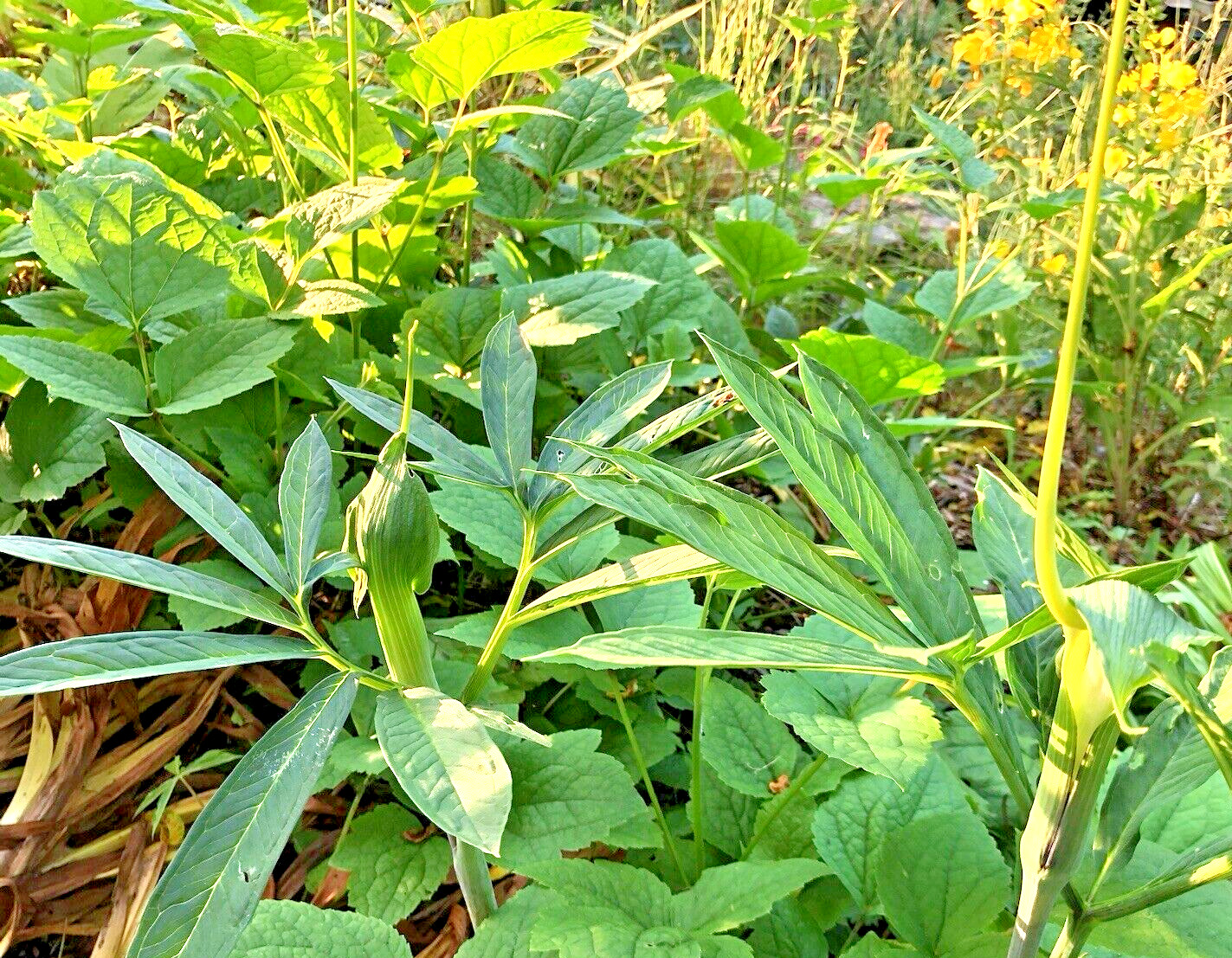 25 ARISAEMA HETEROPHYLLUM Seeds -Dancing Crane Cobra Lily