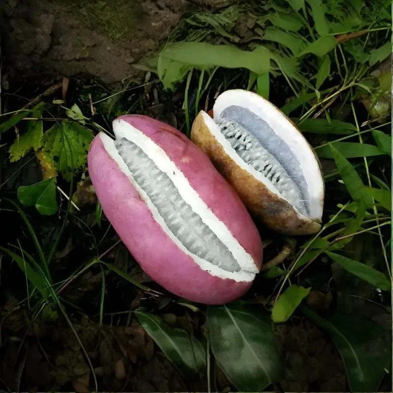 10 Pcs Strong August melon seeds for a hearty tropical