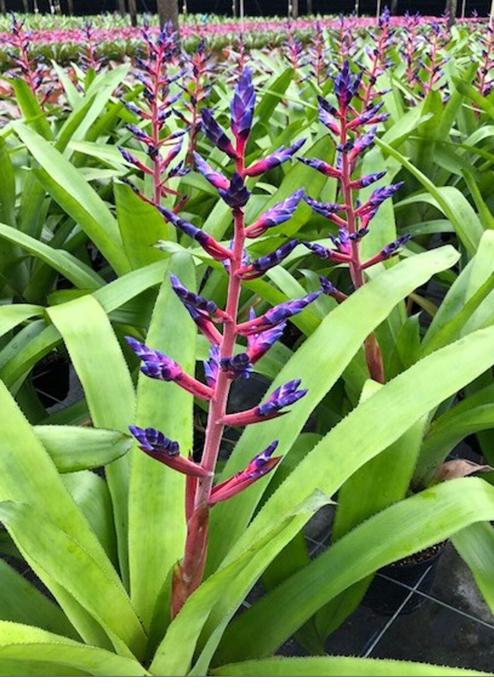 Aechmea Blue Tango 9″ Pot – Live plant