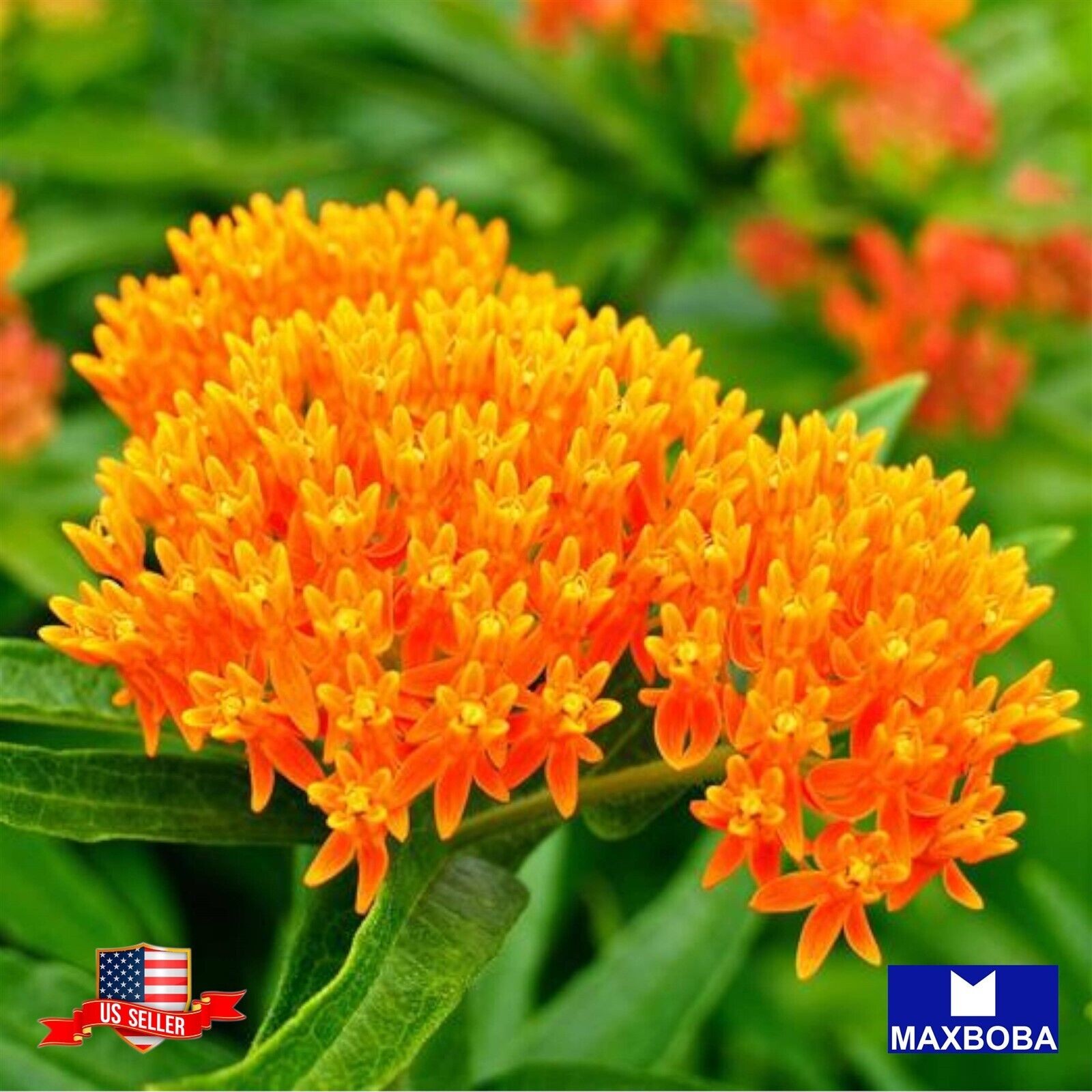 100 Asclepias Seeds – Butterfly Milkweed Non-GMO