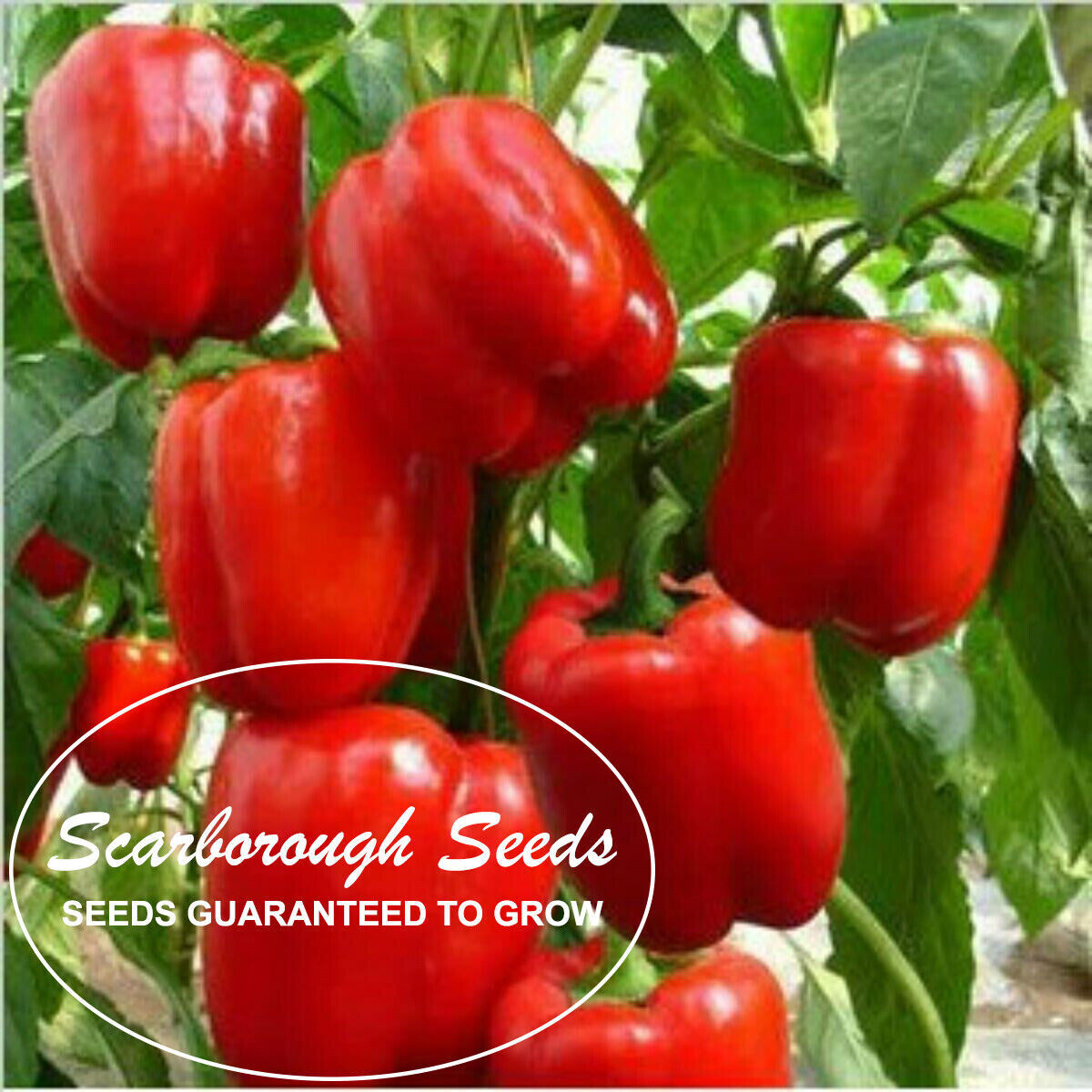 SCARBOROUGH SEEDS GIANT DEEP RED SWEET BELL PEPPER 50 SEEDS, SOLID FLESH
