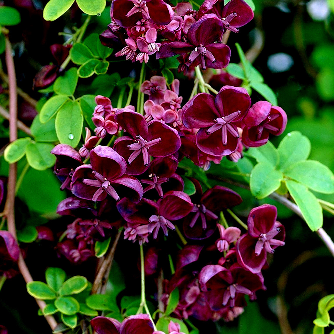 CHOCOLATE VINE SEEDS “3-LEAF” (A. trifoliata) Hardy Fruit Flower Climber Plant