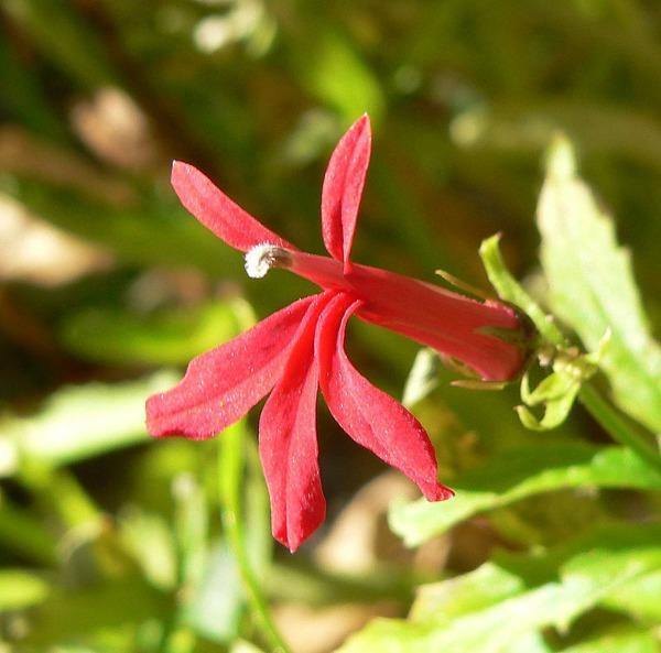 Lobelia cardinalis | Cardinal Flower | Queen Victoria | 150 Seeds