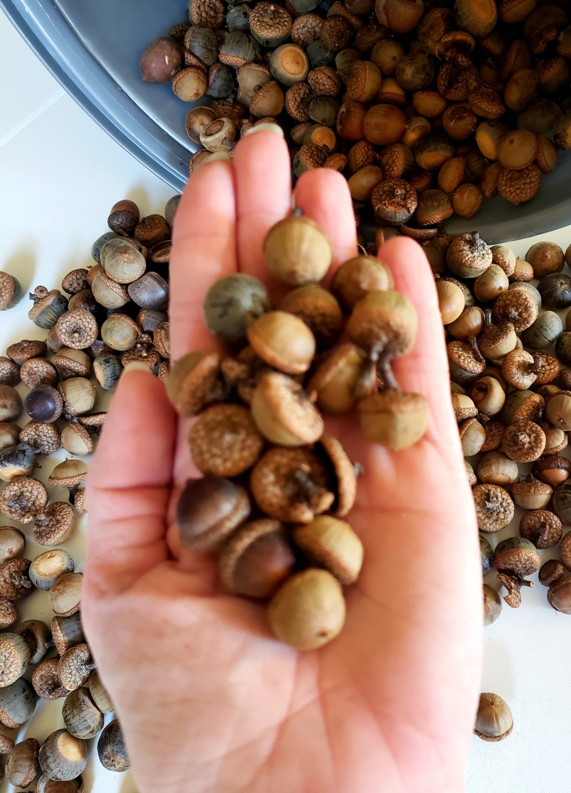1/2 POUND Mixed Variety Acorns. Oak Tree Acorns. Handpicked Daily!