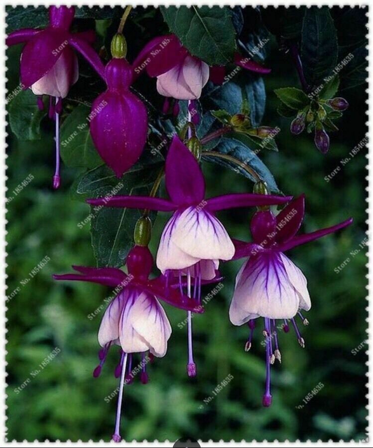 50pcs/bag Fuchsia Seeds Potted Flowers seeds,bonsai seeds.#9730
