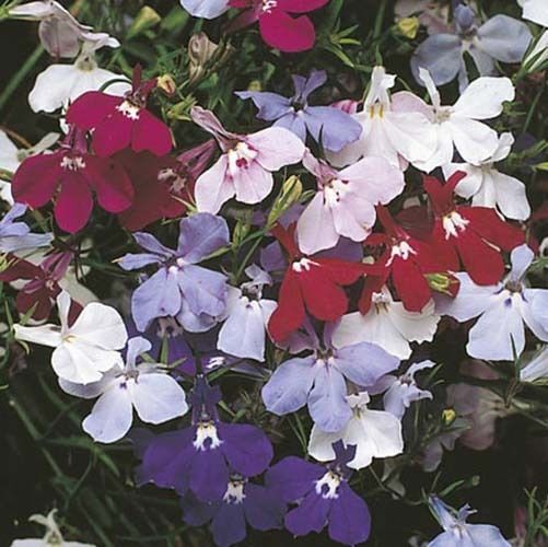Lobelia Fountain – Mixed Nice Garden Flower By Seed Kingdom 3,000 Seeds