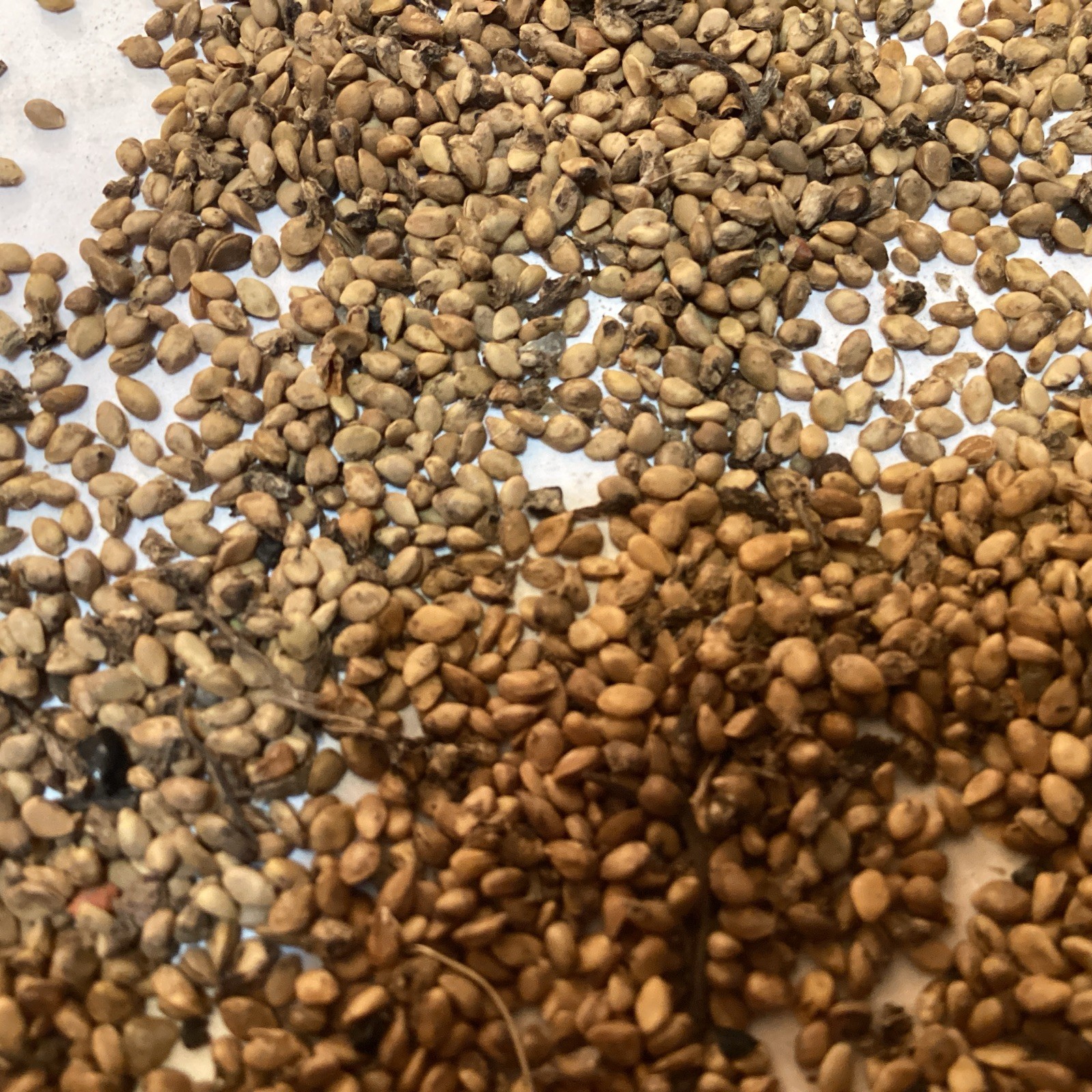 White Mulberry Tree Seeds (Morus Alba)