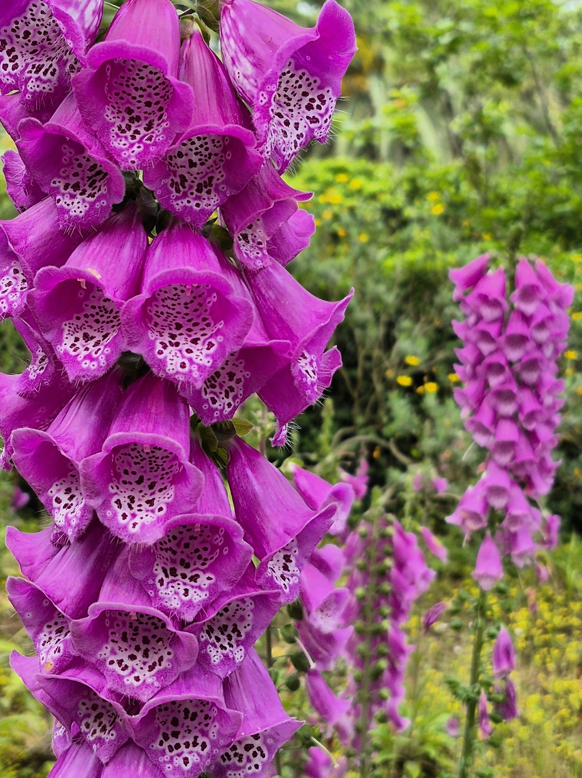 1000 PURPLE FOXGLOVE Digitalis Purpurea Flower Seeds