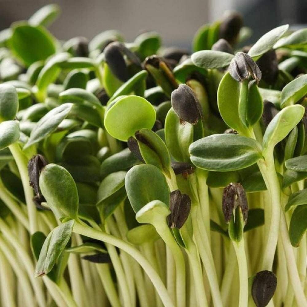 Sunflower Seeds for Sprouting Microgreens, COOL BEANS N SPROUTS