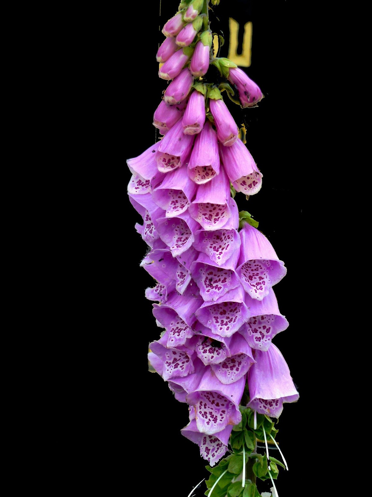 100 Purple Foxglove Flower Seeds