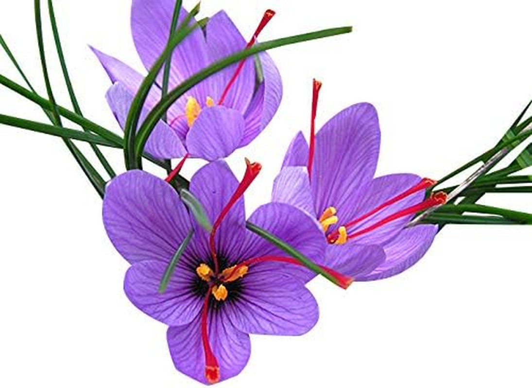 20 Large Saffron Crocus Sativus Corms for Planting – Premium Saffron Crocus Bulb