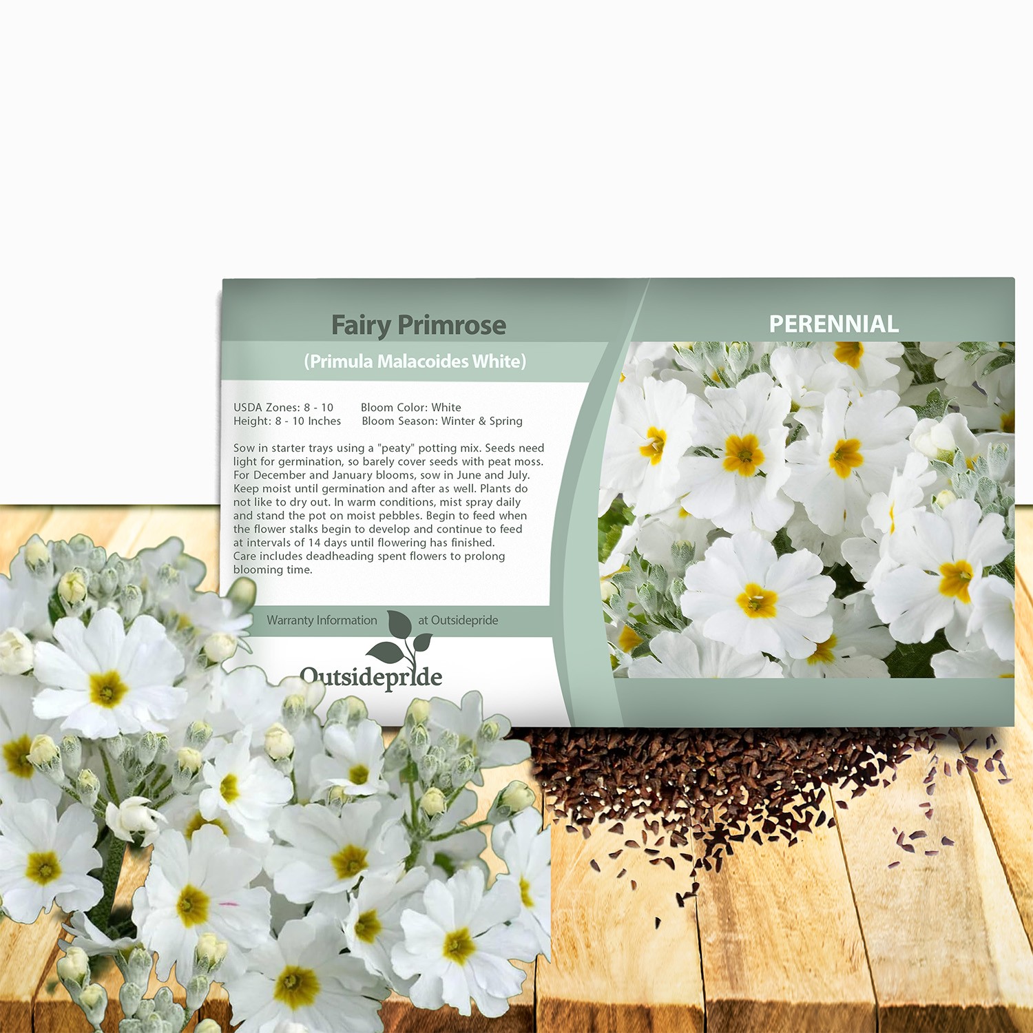 1000 Seeds Fairy Primrose Seeds – Primula Malacoides White Flower Seeds
