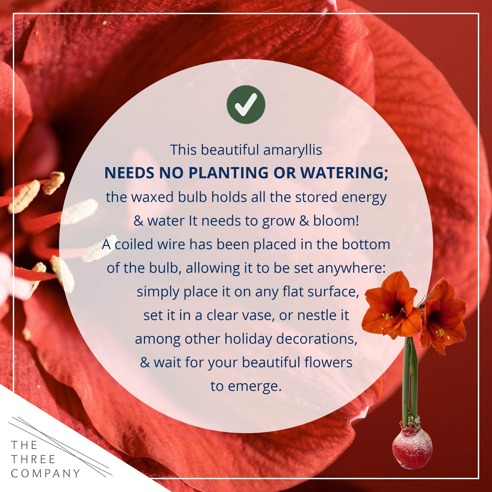 Red Waxed Amaryllis Bulb – Live Holiday Plant Gift, Low Maintenance, No Watering