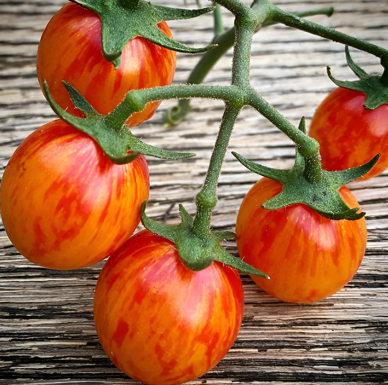 100 Bi-Color Cherry Tomato Seeds – Red w/Golden Swirls – Very Sweet Low Acid