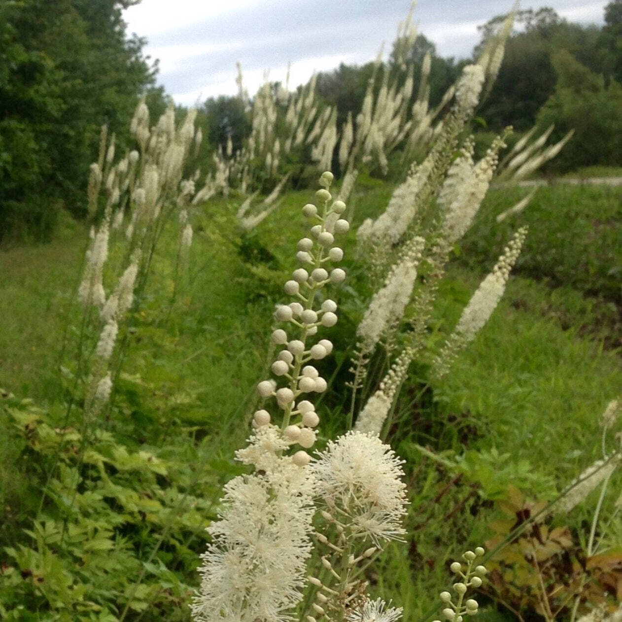 Black Cohosh Seeds (Cimicifuga racemosa) ~Traditional Herb Native Pollinator