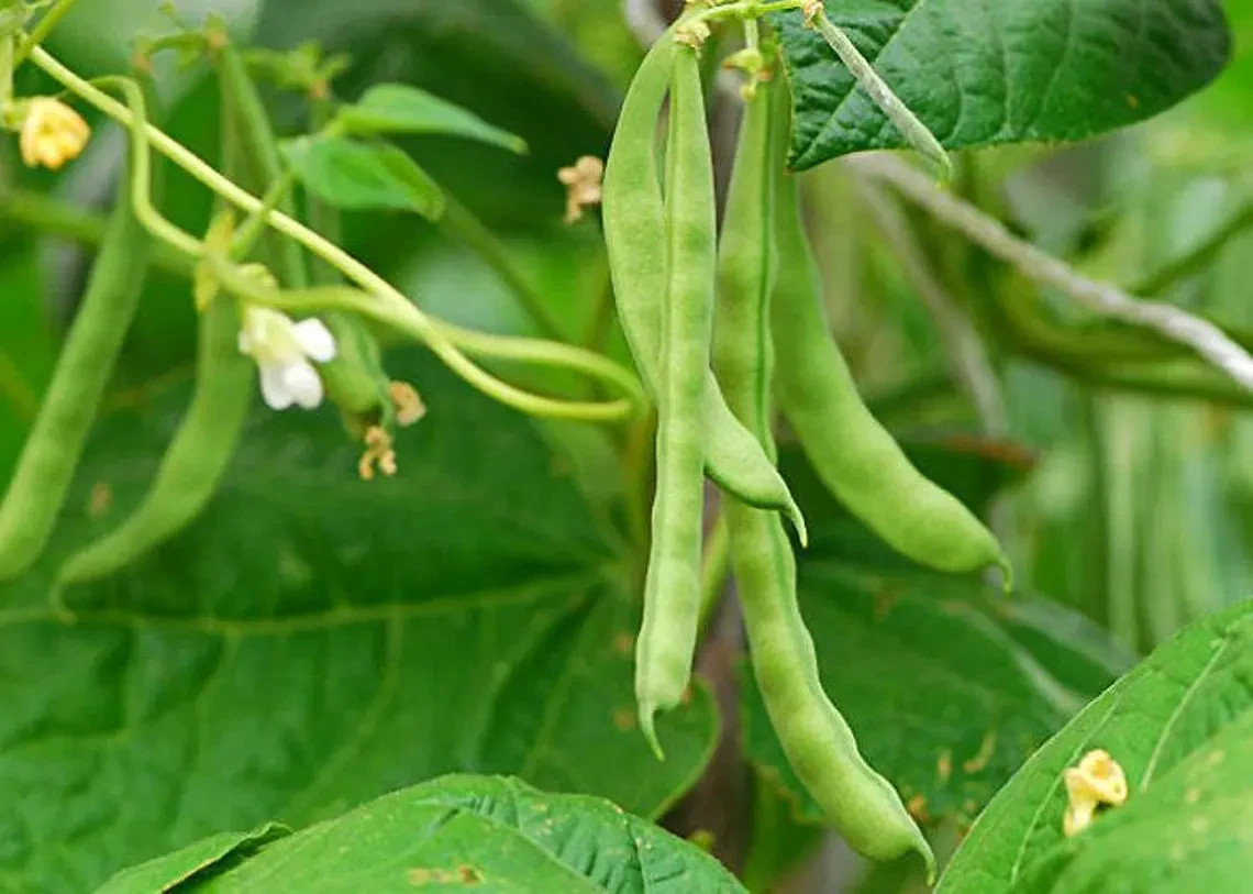 KENTUCKY WONDER BUSH Bean Seeds, Heirloom Seeds – NON GMO, A kitchen favorite.