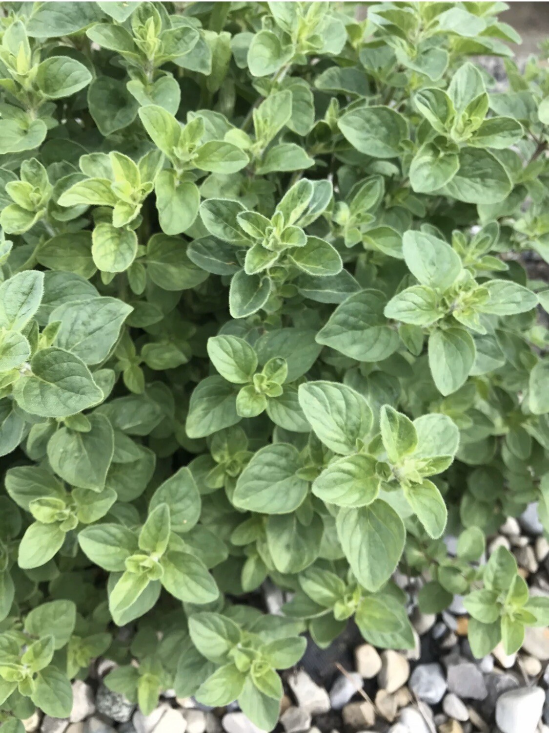 100 Oregano Seeds Organic Garden Origanum Vulgare Perennial Medicinal Herb Spice