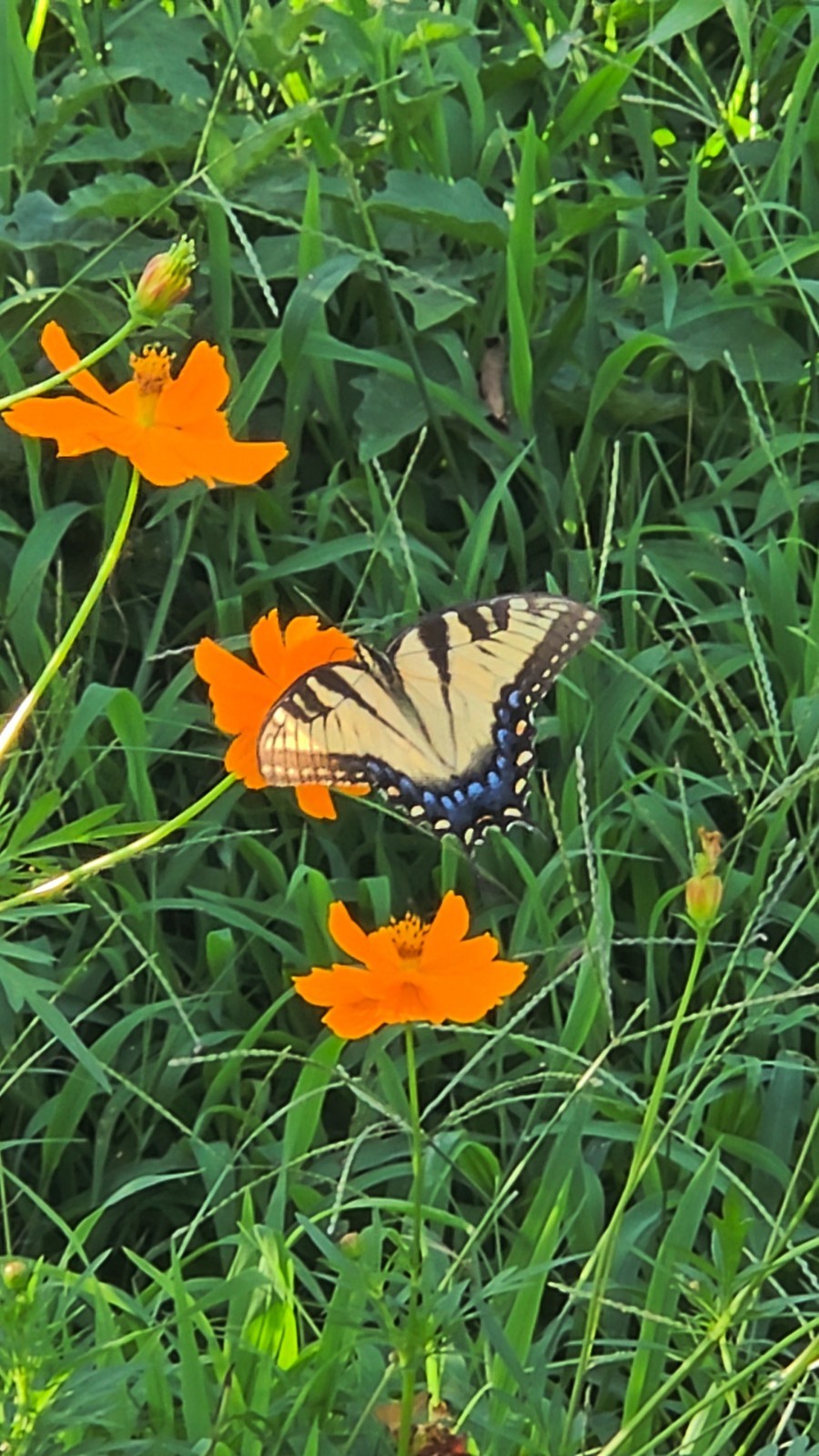 300 Cosmos Seeds Yellow & Orange