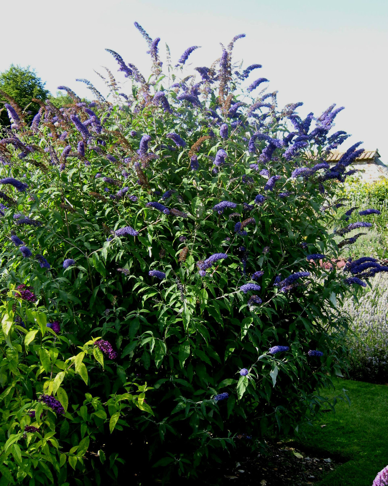 Butterfly Bush, Buddleia davidii, Shrub Seeds
