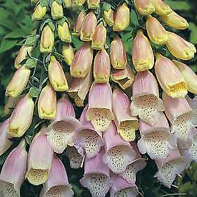 Digitalis heywoodii Silver Fox 5,000 seeds