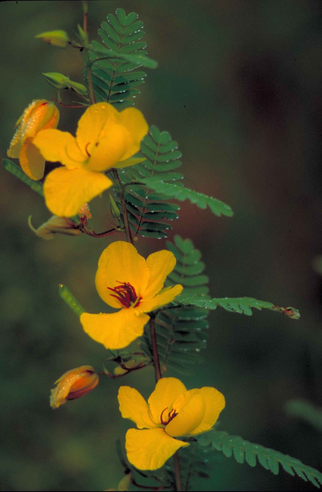 Chamaecrista fasciculata 30 Seeds – Partridge Pea