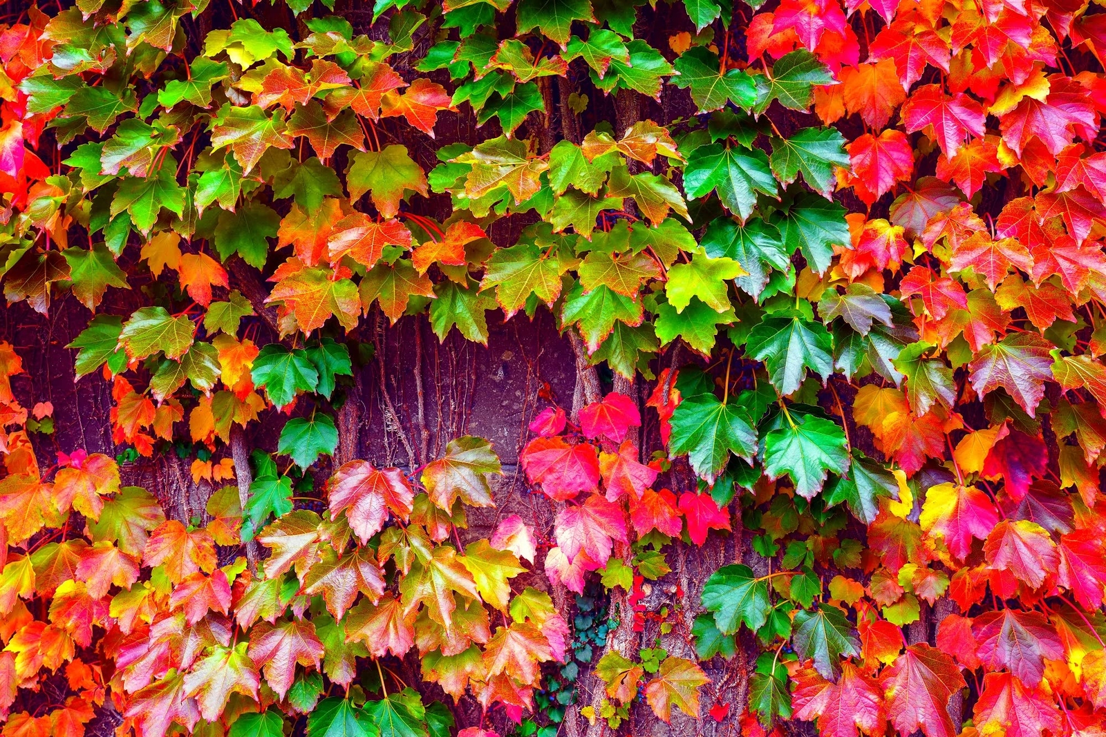 50 Japanese Ivy Seeds for Planting – Easy to Grow Creeping Ivy Vine – From Iowa