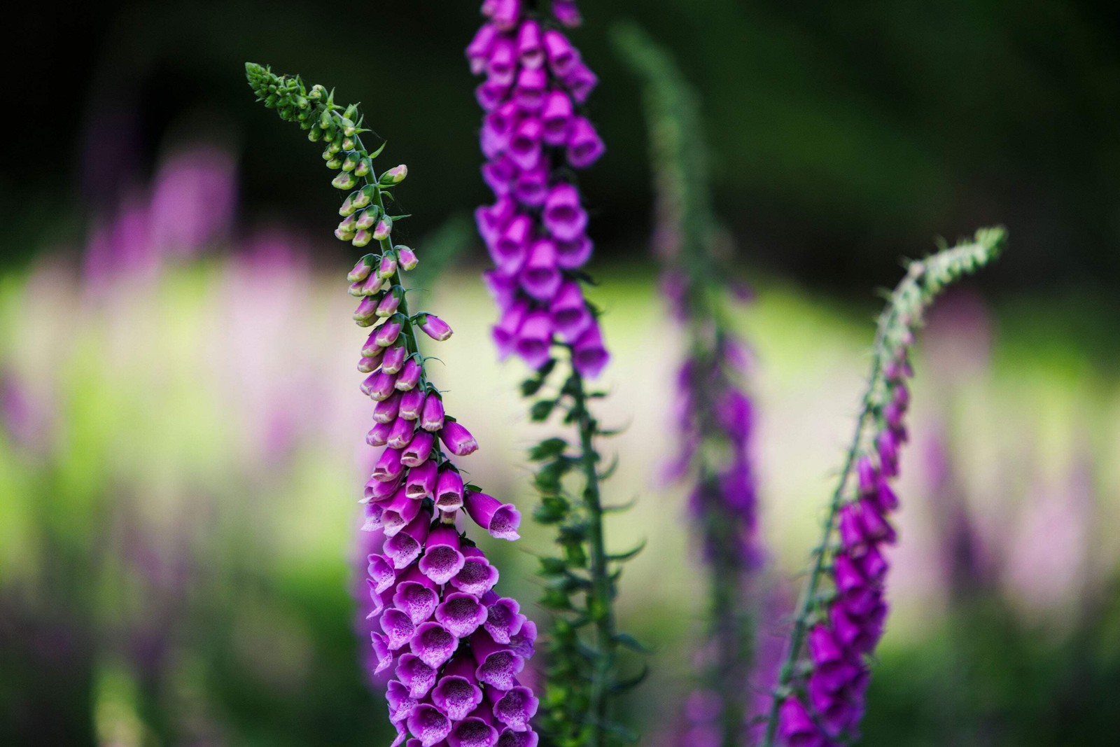 1000 PURPLE FOXGLOVE Digitalis Purpurea Flower Seeds