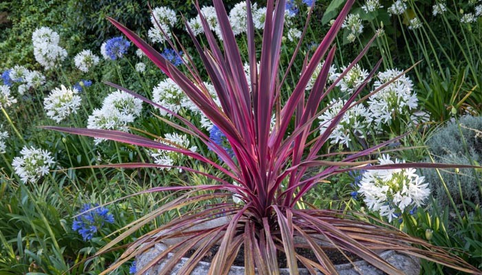 Purple Cabbage Tree, Cordyline Australis Atropurpurea 10 Seeds Free Shipping!