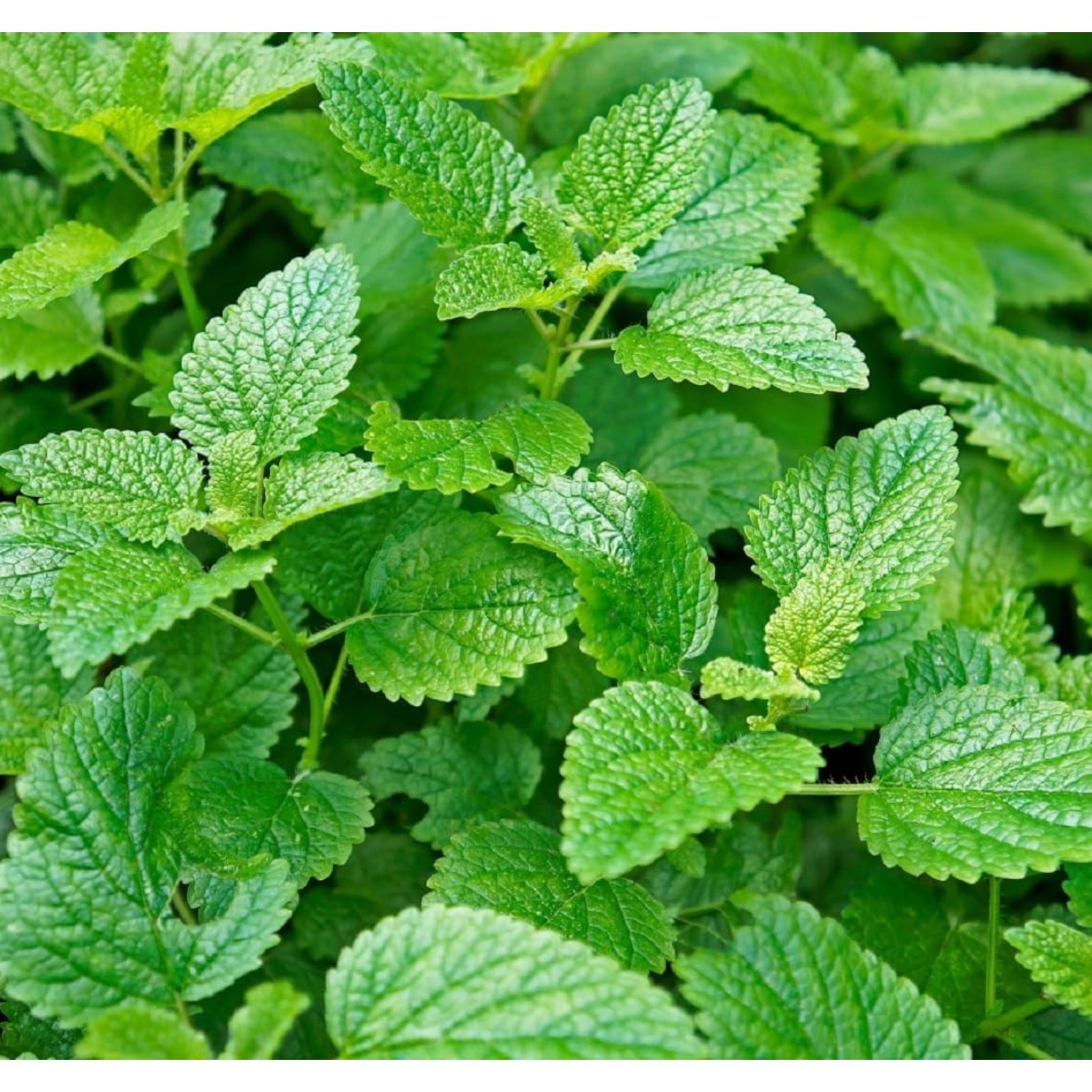 1000 Mint Seeds – Fast-Growing Aromatic Herb for Tea, Cooking & Garden Use