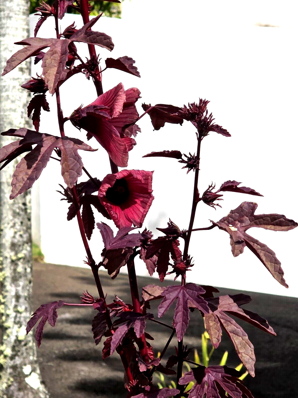 2 Cranberry Maple Leaf Hibiscus PLANTS 红枫叶芙蓉 Bare root dormant EZ Grow Hawaiian