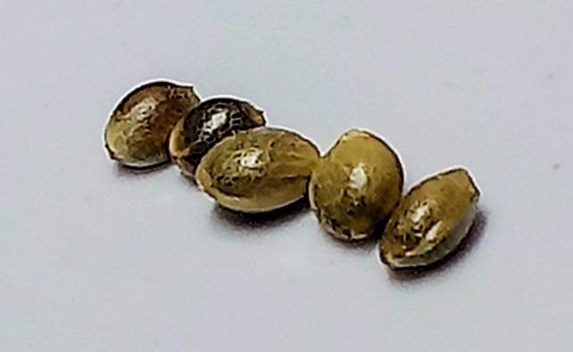 Eighth Brother “Blackberry Kush” – Unfeminized Seed Pack 10-15 Seeds
