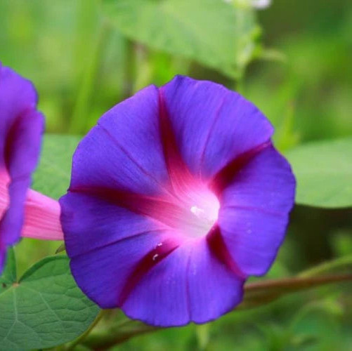 MORNING GLORY SEEDS 100+ ‘GRANDPA OTT” purple ANNUAL flower GARDEN free SHIP