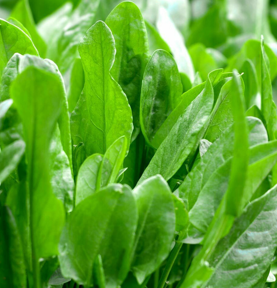 Large Leaf Sorrel Seeds | Roselle Sour Asian Jamaican Rau Chua Herb Seed 2024