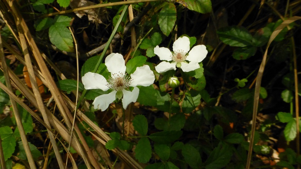 Sand Blackberry (Rubus cuneifolius) ✤ 50 Seeds