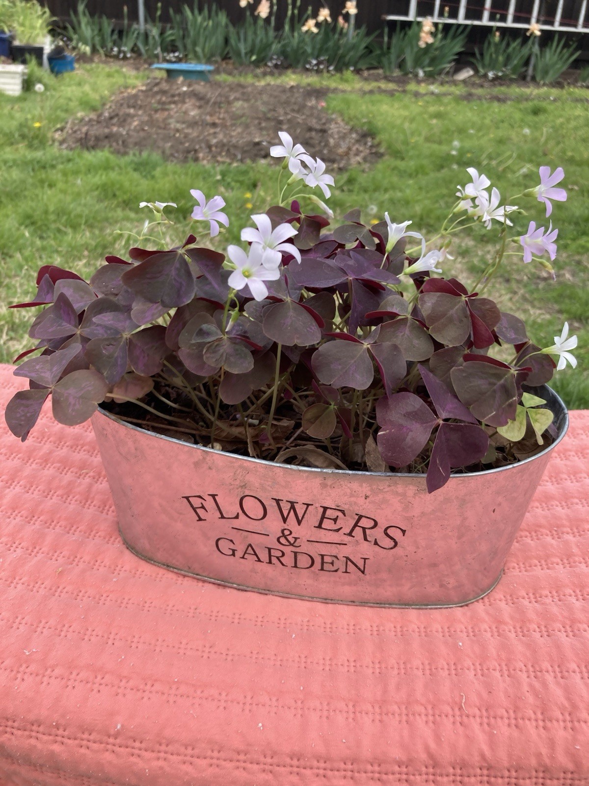 100 Oxalis Triangularis Purple shamrock corms only