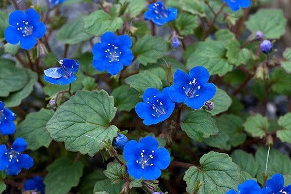 CALIFORNIA BLUEBELL FLOWER SEEDS 50+ annual PHACELIA CAMPANULARIA