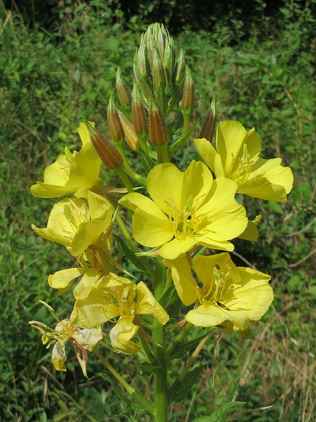 EVENING PRIMROSE 519 SEEDS LARGE YELLOW FLOWERS, OENOTHERA BIENNIS, BULK SEEDS