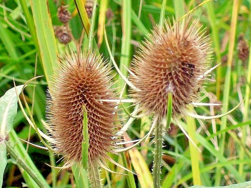 PURPLE TEASEL 100 SEEDS, DIPSACUS FULLONUM, USA SELLER