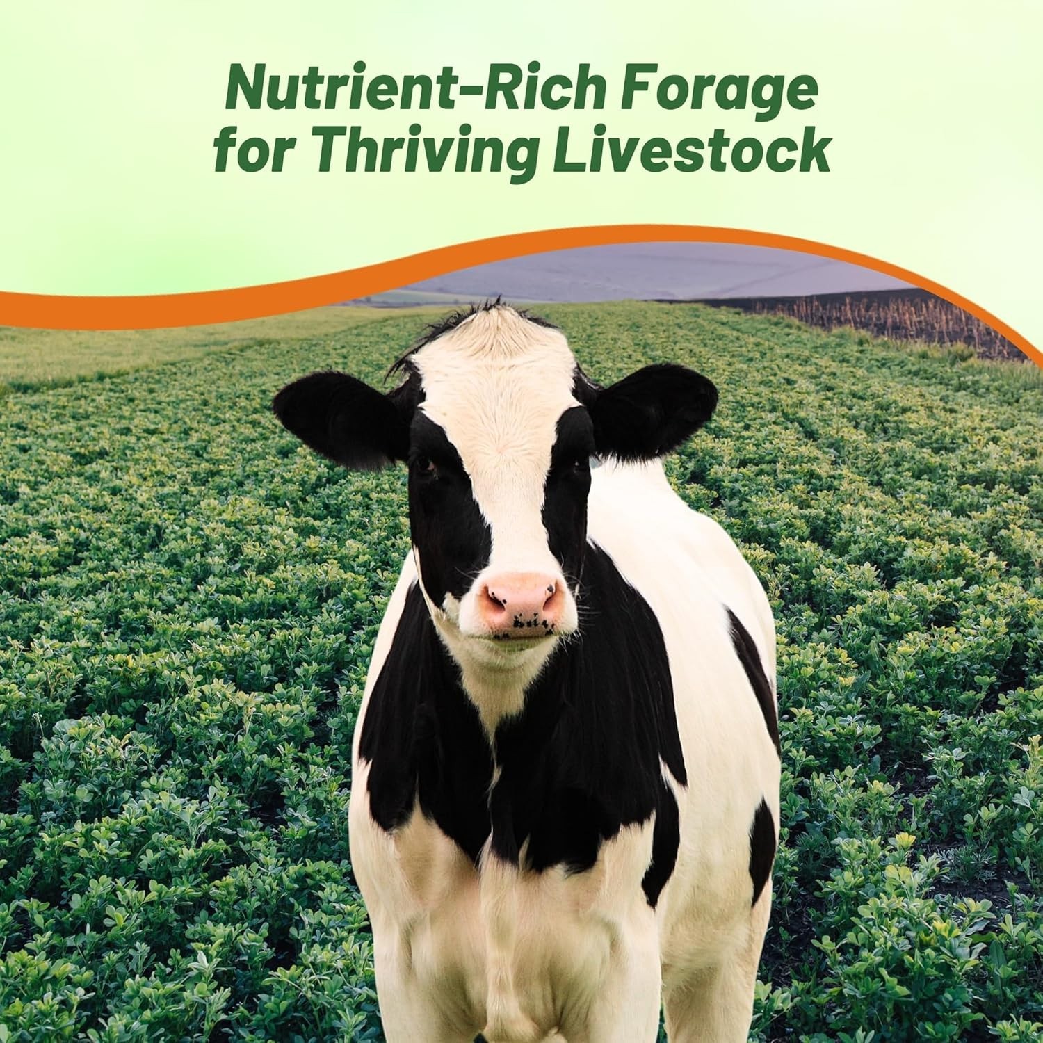 Alfalfa Seeds 10lb Non-GMO Heirloom Forage Pasture Lawn Grass Outdoor