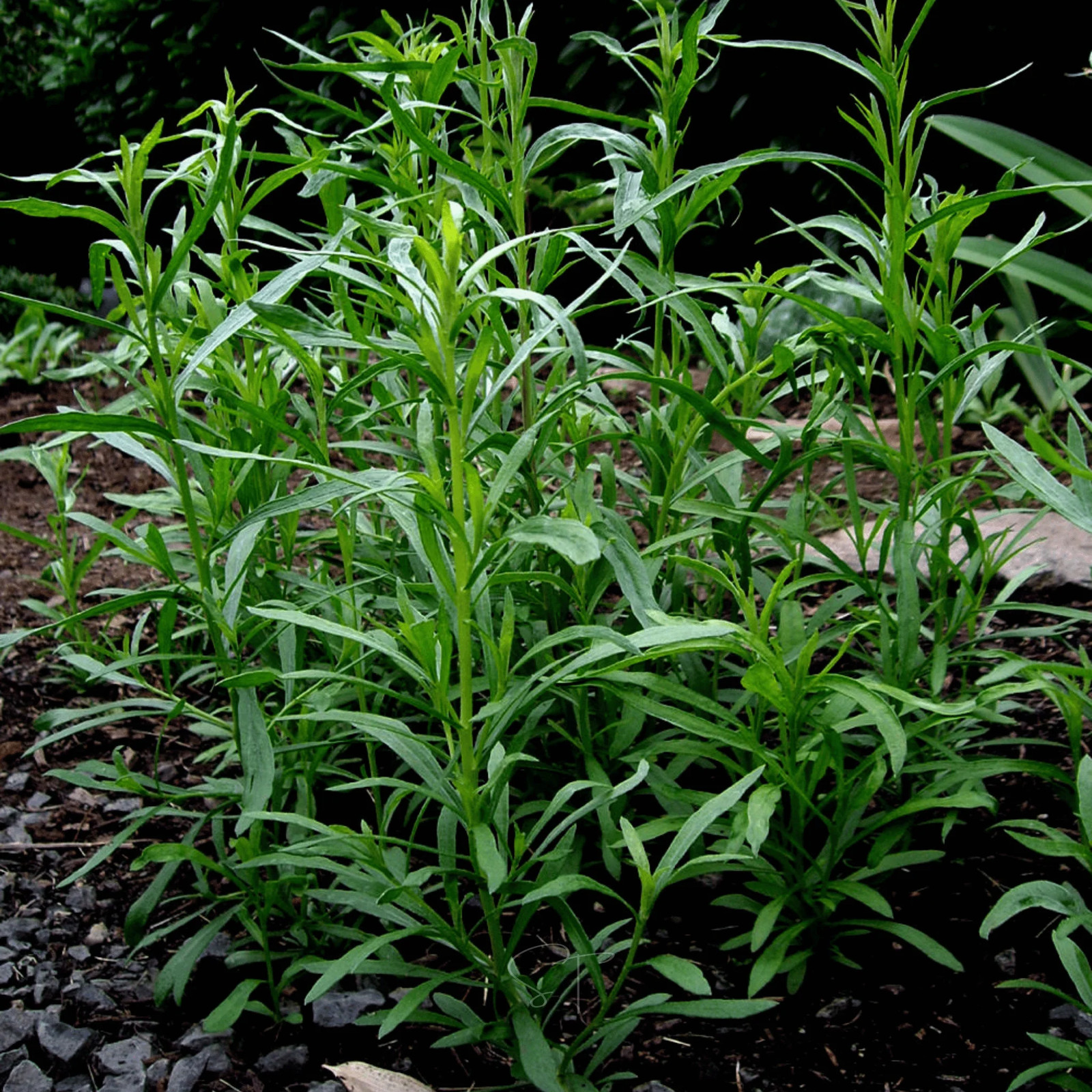 Tarragon – 300 Seeds