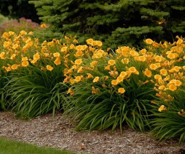 30 GOLDEN YELLOW STELLA DE ORO DWARF REBLOOMING DAYLILY SEEDS