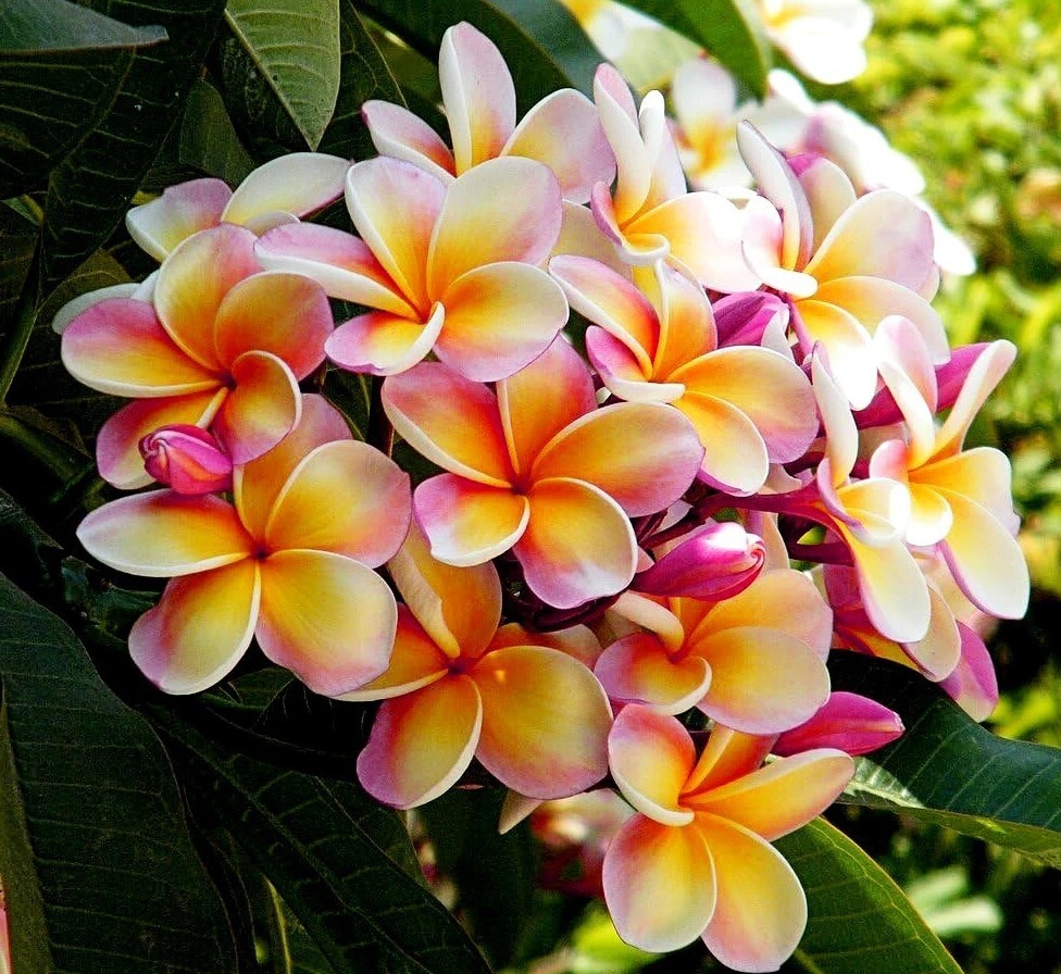 Rare Frangipani Rainbow Nebel’s Plumeria Cutting 10-12″ Fragrant Tropical Plant