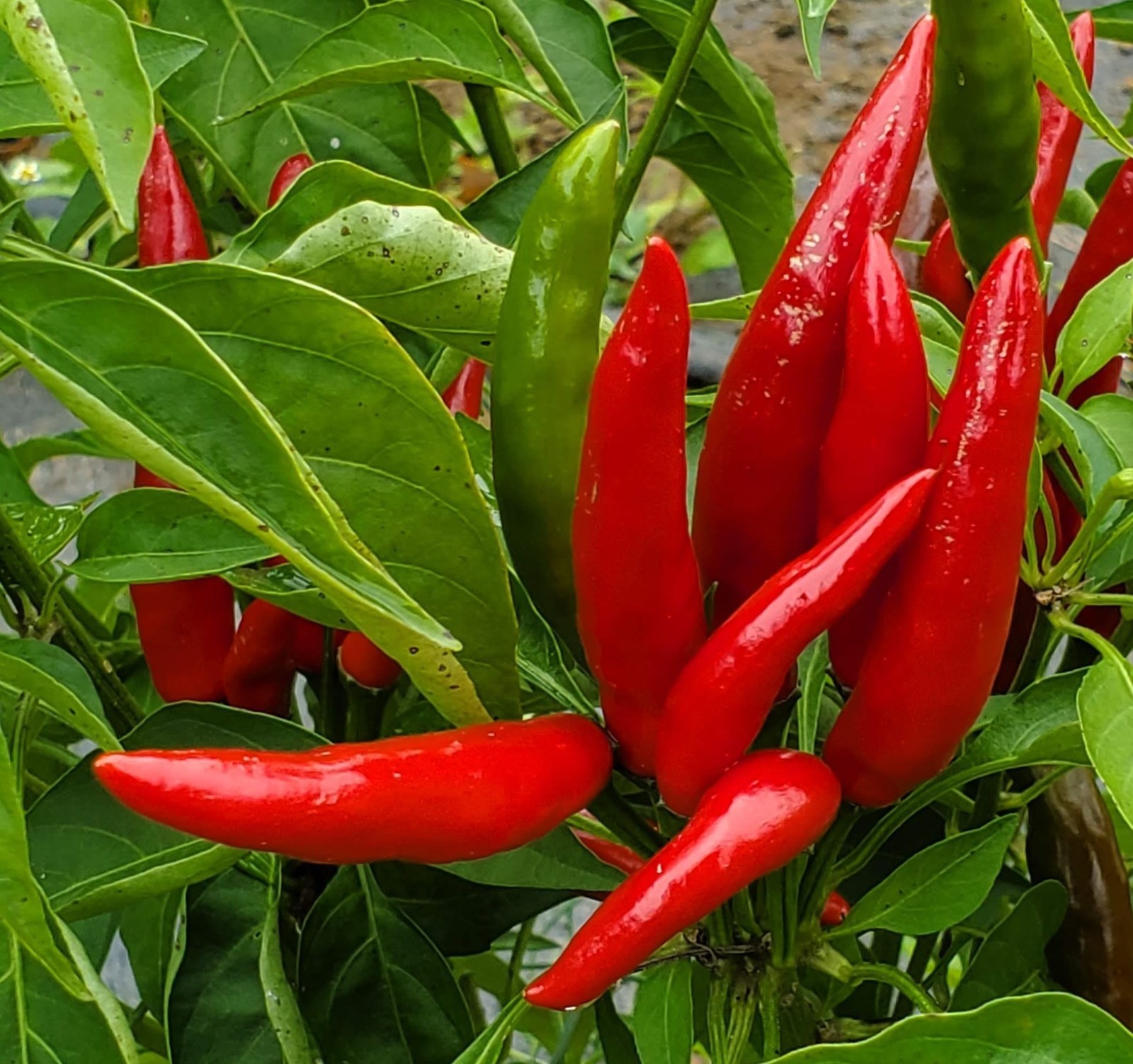 20 Top-Quality Freshly Harvested Thai Hot Red Culinary Premium Pepper Seeds-A 77