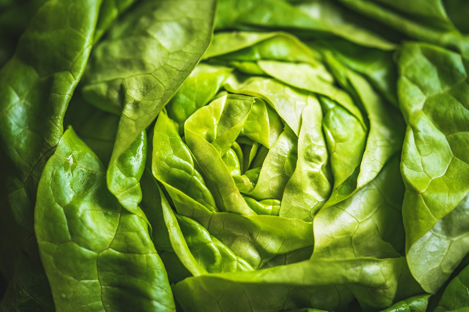 2000 BIBB LETTUCE (Limestone Lettuce) Lactuca Sativa Vegetable Seeds