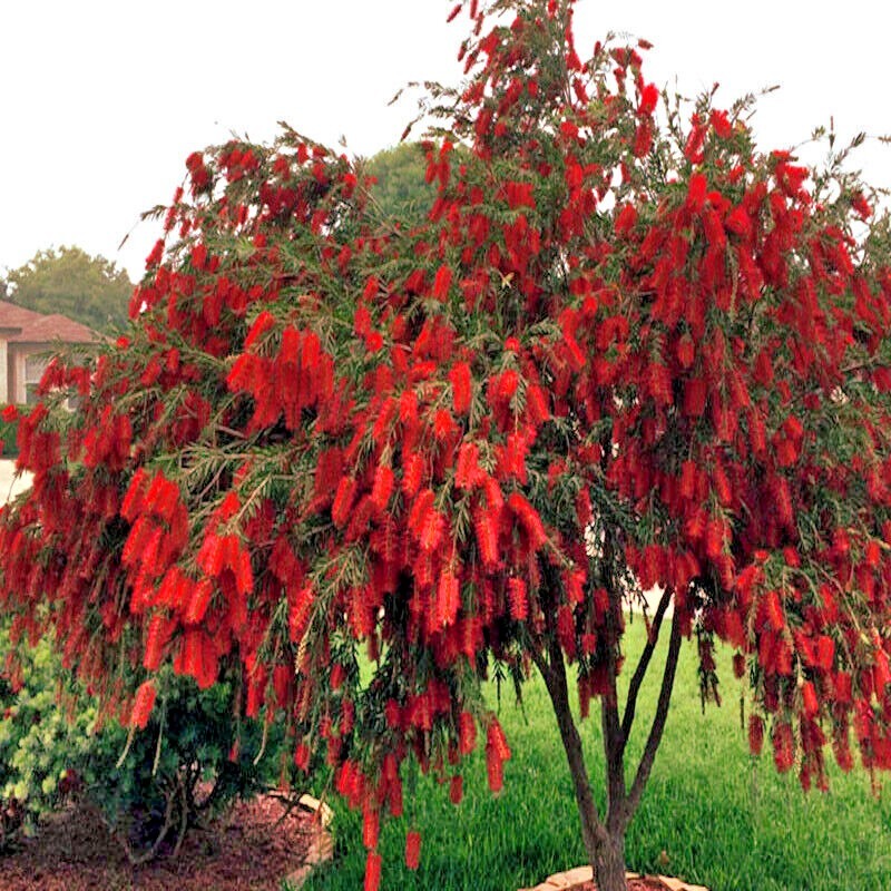 50 WEEPING BOTTLEBRUSH Flower Tree Seeds Garden Plant (Callistemon viminalis)