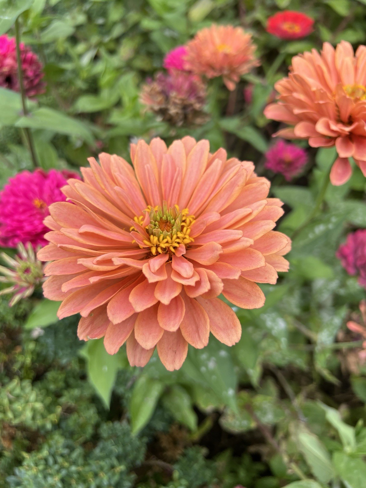 Zinnia Flower Seeds Multiple Colors Sizes Variety Fushia Lime Green Pink White
