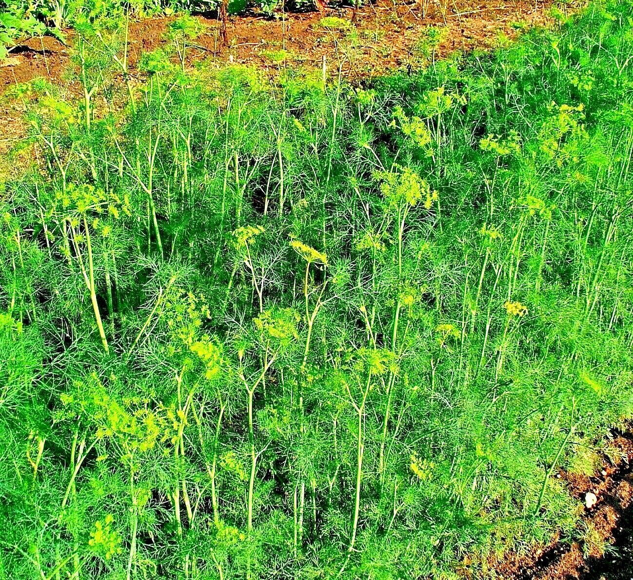 350 SEEDS DILL SPRING DROUGHT TOLERANT HERB VEGETABLE GARDEN NON-GMO HEIRLOOM US